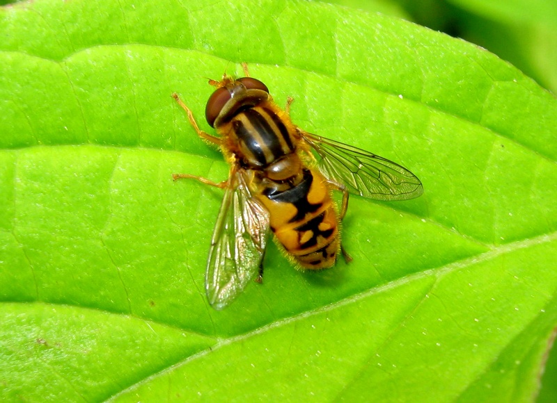 Syrphidae: Parhelophilus cf versicolor